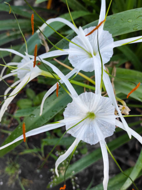 Beach spider lily Beautiful white lily, Hymenocallis spider lily stock pictures, royalty-free photos & images