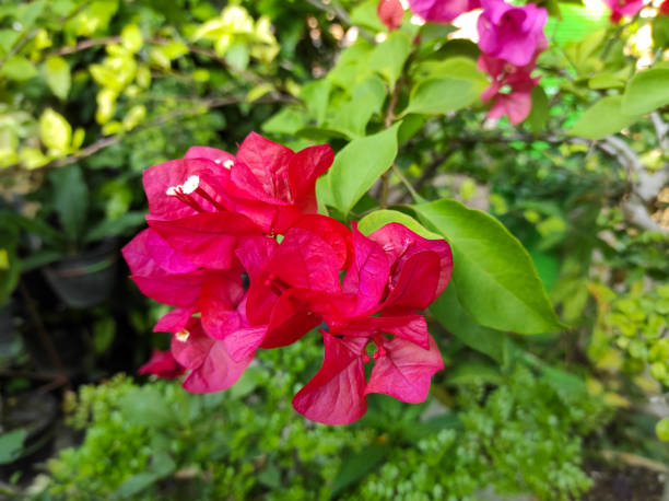 istock Red bougainvillea flower 1344002778