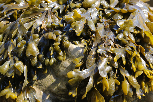 Close up of Spiral wrack seaweed (Fucus spiralis) growing on a beach