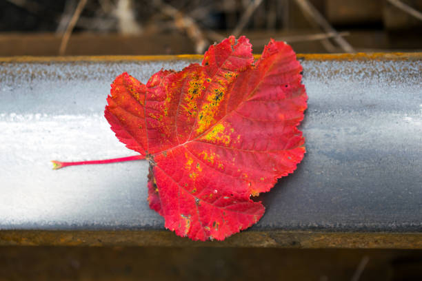 istock The coming of autumn - concept. 1344003684