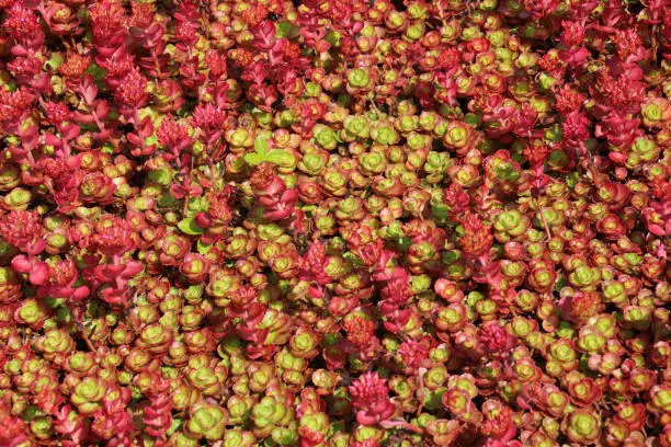 Close up of red Sedum Spurium plant.