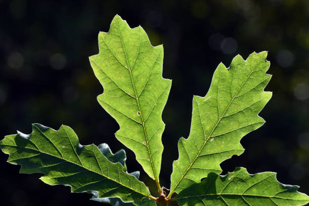 istock Backlit leaves of sessile oak (Quercus petraea) 1344004705