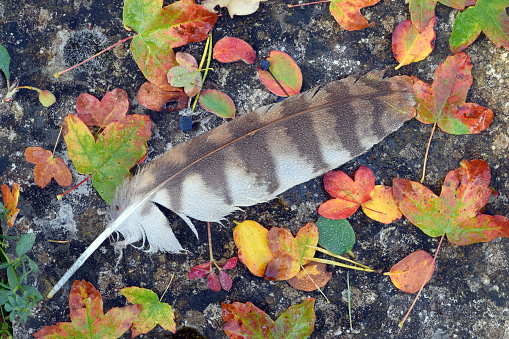 Feather of a bird next to fallen leaves in the fall