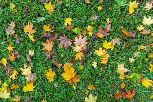 colorful autumn yellow maple leaves on green grass background - full frame downward view at daylight