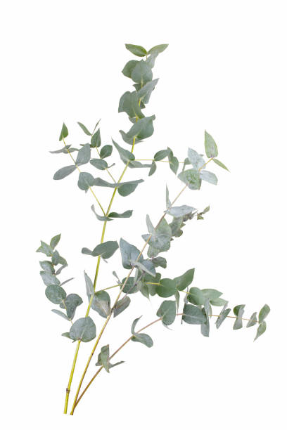 istock Eucalyptus branch isolated on white background 1344007497