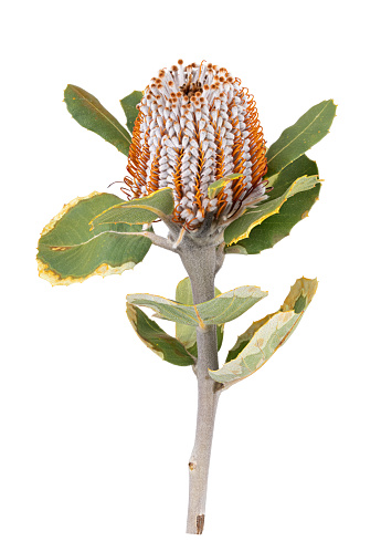 Banksia. Protea flower isolated on white background. Clipping path