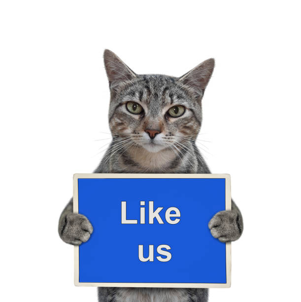 istock Cat gray holds sign Like us 1344009682