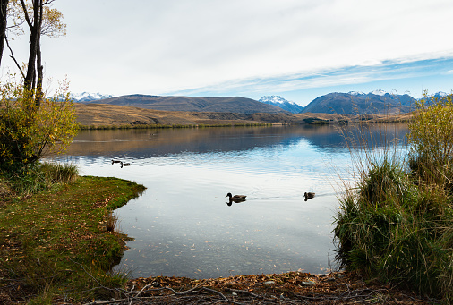 Lake Alexandrina with snow-capped mountain in the background, Mackenzie Country, Canterbury, New Zealand.