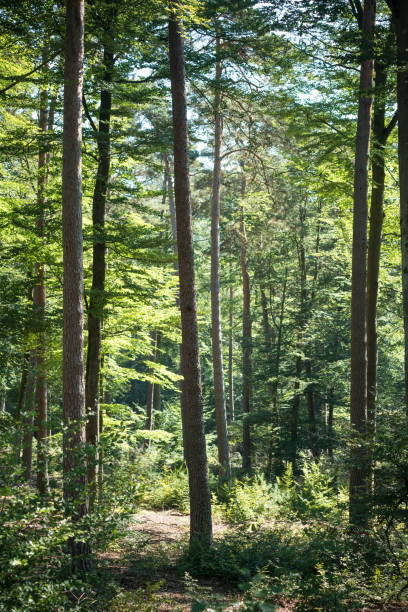 istock Dense deciduous trees in the Palatinate Forest in southern Germany 1344012546