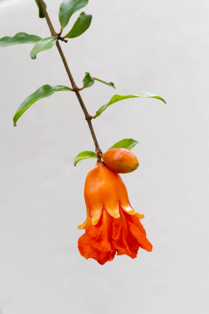 istock pomegranate flowers on a white background. 1344013060