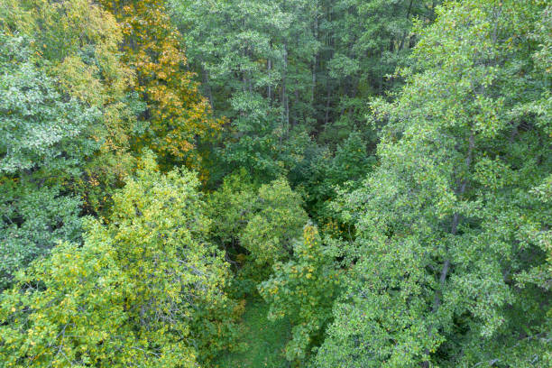 Directly above full frame shot of forest in autumn