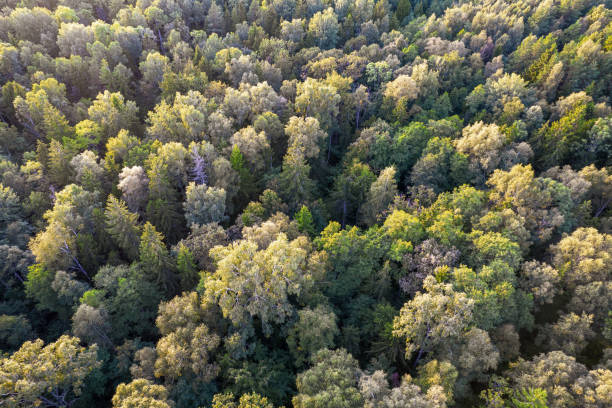 istock Directly above full frame shot of forest in autumn 1344014085