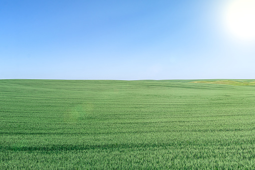 beautiful skyline landscape with green rye on farm field and clear blue sky with sun in summer