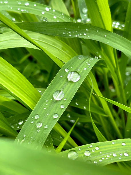 erba verde fresca con gocce d'acqua piovana. sfondo della natura estiva. scena naturale con goccioline su foglia verde. bella immagine artistica di purezza e freschezza della natura - grass water dew green foto e immagini stock