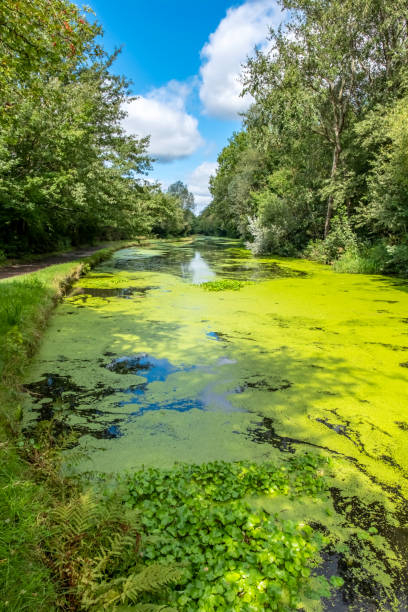 istock Algae Floating On Water Of Canal 1344015609