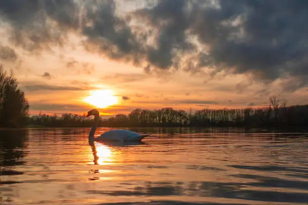 Sunset on the lake with swan