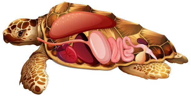 internal anatomy of turtle with organs - fizyoloji stock illustrations