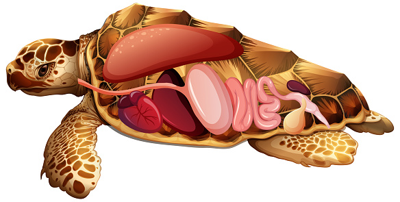 Internal anatomy of turtle with organs illustration