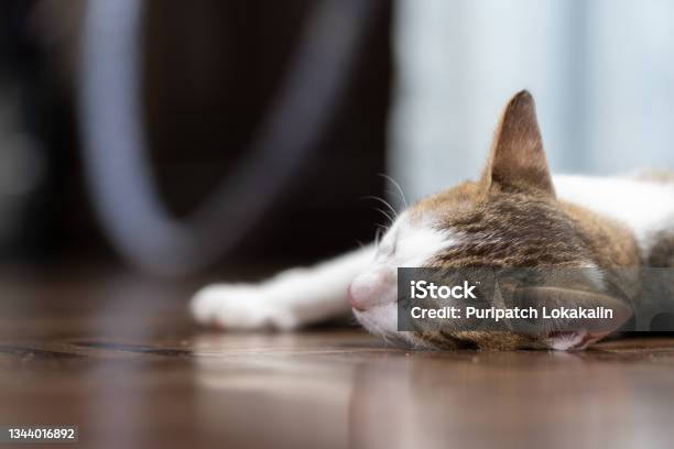 A Kitten Is Sleeping On A Floor Stock Photo - Download Image Now - Flooring, Wood - Material, Activity
