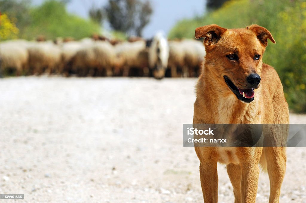 Cão Pastor - Foto de stock de Cena Não-urbana royalty-free