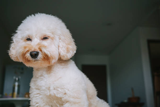 boring displeased toy poodle at home