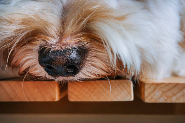 close up boring toy poodle nose at home