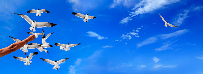 Close up single man feeding flock of seagulls over sunny blue sky in Florida