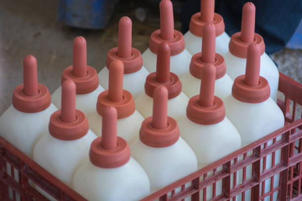 A box of calves feeding bottles, made of plastic with rubber nipples stock photo