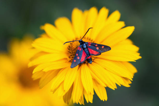 istock Five-Spot Burnet moth, Zygaena trifolii 1344019077
