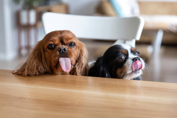 Two funny dogs behind the table Two funny dogs behind the kitchen table, wiating for food with tongues out begging animal behaviour stock pictures, royalty-free photos & images