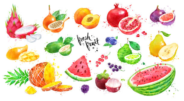 ilustraciones, imágenes clip art, dibujos animados e iconos de stock de juego de acuarela de frutas exóticas - feijoo