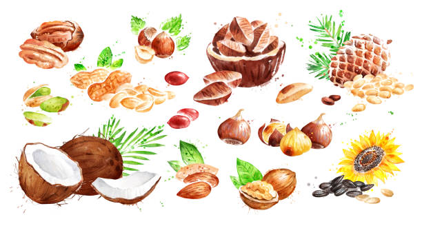 aquarell illustrationssatz von nüssen - pine nut stock-grafiken, -clipart, -cartoons und -symbole