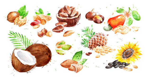 akwarelowy zestaw ilustracji orzechy - pine nut stock illustrations