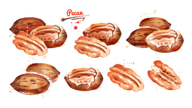 zestaw ilustracji akwarelowych z orzechami pecan - pecan stock illustrations