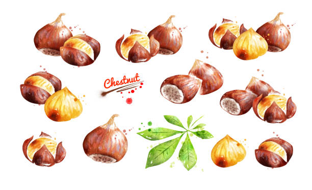 ilustrações de stock, clip art, desenhos animados e ícones de watercolor illustration set of chestnut - chestnut