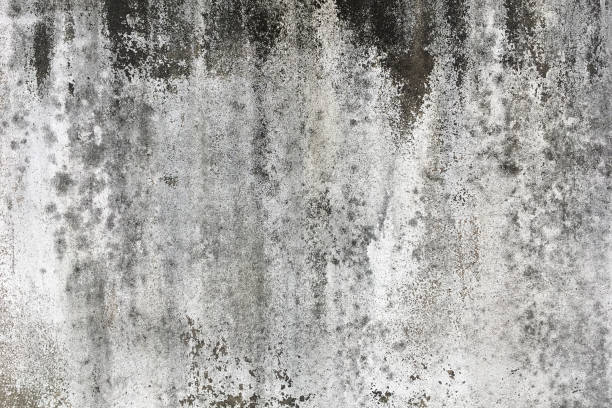 istock Old concrete,white-black-gray wall textures for background with cracks textures,Abstract backgrounds.Textures backgrounds 1344020188