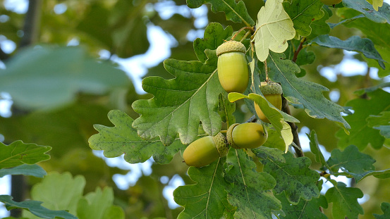 Closeup horizontal photo af three acorn nuts on a oak tree with green leafs