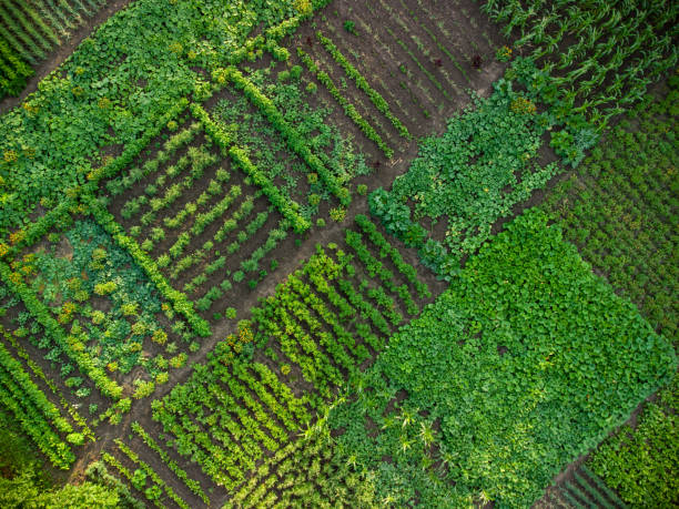 Green vegetable garden, aerial view Green vegetable garden, aerial top down view community garden stock pictures, royalty-free photos & images
