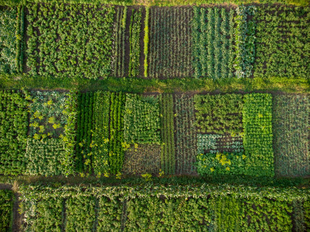 istock Green vegetable garden, aerial view 1344021138