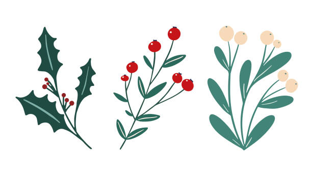 ilustrações de stock, clip art, desenhos animados e ícones de winter foliage floral elements set: white berry mistletoe, holly berry branch. festive christmas flowers clip art in simple hand drawn style isolated on white background. vector illustration collection - christmas wreath holiday holly