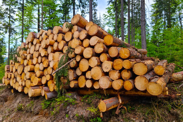 istock Close-up of felled trees. A global problem with deforestation. 1344022911