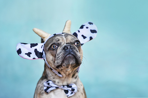 Perro Bulldog Francés disfrazado de vaca photo