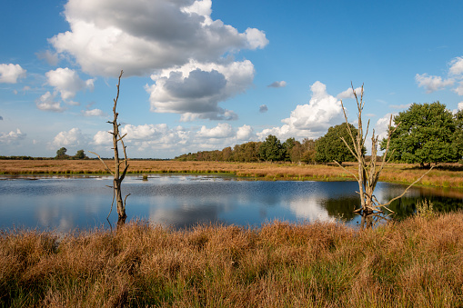 Beautiful peat landscape with the name 'Amsterdamsche Veld' divided into the areas 'Bargerveen', 'Schoonebeekerveld' and 'Meerstalblok' excavated from the year 1909