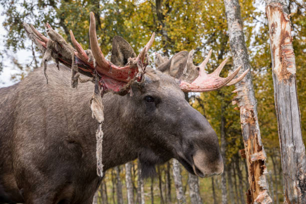 istock Moose or Elk - Alces alces - shedding velvet from its antlers 1344024078