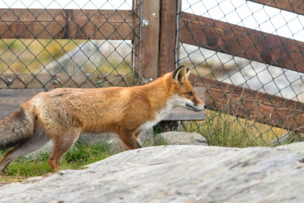 Red Fox in front of mesh fence Red Fox in front of mesh fence with rock in the foreground. wood and wire fence designs pictures stock pictures, royalty-free photos & images