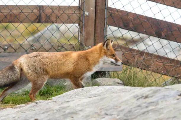 Red Fox in front of mesh fence with rock in the foreground.