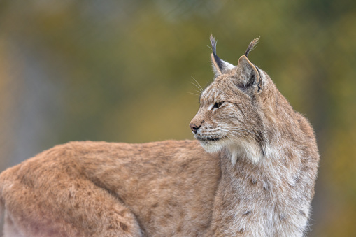 Adult male Eurasian Lynx up a tree.