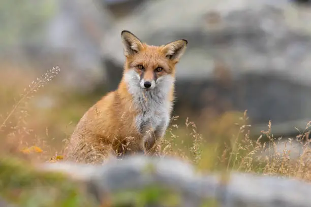 Portrait of a Red fox Vulpes vulpes sitting in grass in mountain environment in autumn. Looking at camera.