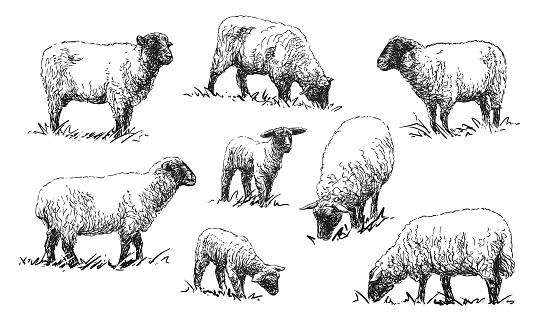 Sheep - set of farm animals illustrations, black and white drawings, isolated on white background, vector