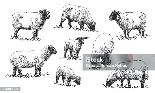 2,050 Black And White Sheep Illustrations & Clip Art - iStock | Black sheep,  Black and white animals, Cherry blossom